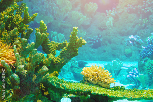 Caribbean coral reef.