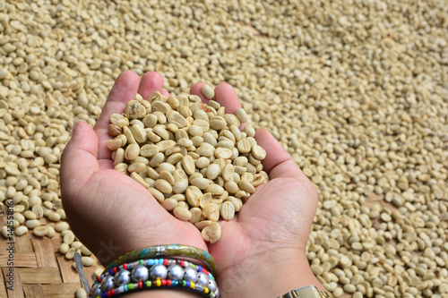 drying coffee beans (parchment coffee) in hand photo