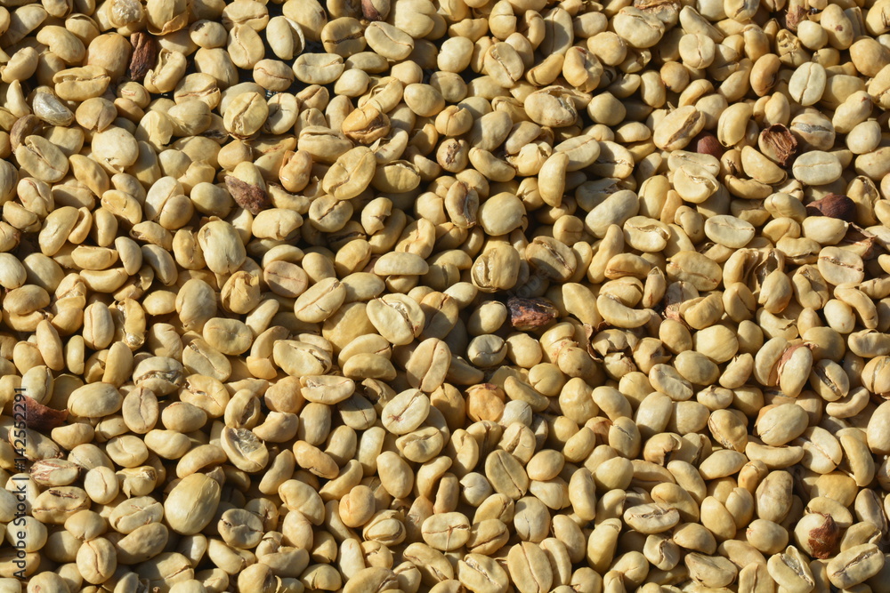 Fototapeta premium Define parchment coffee: dried but unhulled coffee beans