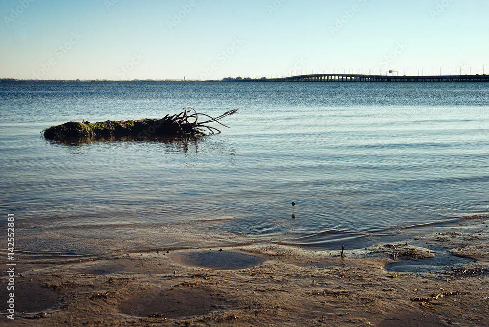 Tampa Bay Shoreline with Floating Palm Stump