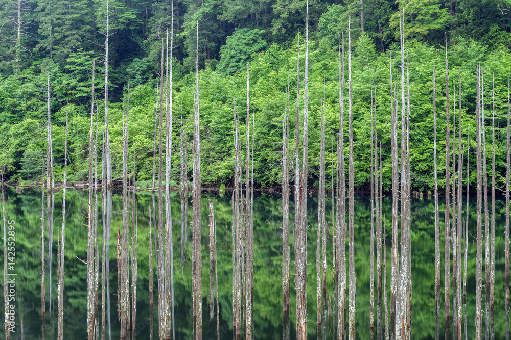 Fototapeta premium 長野県 王滝村 自然湖