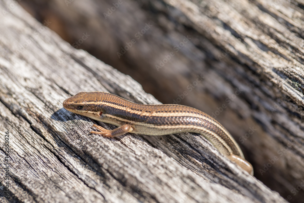 Western Skink (Plestiodon skiltonianus) basking in the sun. Santa Clara County, California, USA. Western Skink (Plestiodon skiltonianus) basking in the sun. Santa Clara County, California, USA.