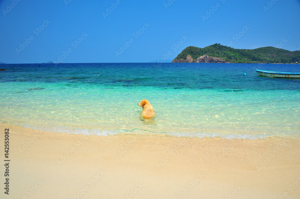 Golden Retriever Dog Swimming on Beach Golden Retriever Dog Swimming on Beach