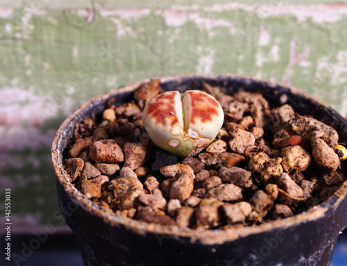 Wallpaper Mural Living stones or Lithops in pot Torontodigital.ca