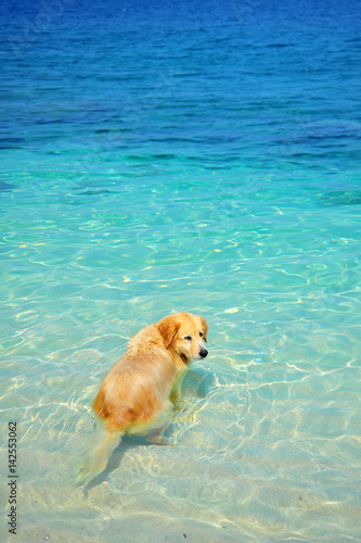 Golden Retriever Dog Swimming on Beach © karinkamon
