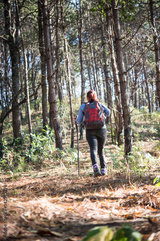 Rear of women hiking traveler with backpack walking through a pine tree forest. Rear of women hiking traveler with backpack walking through a pine tree forest.