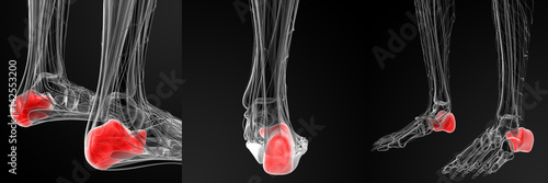 3d rendering illustration of the human calcaneus bone photo