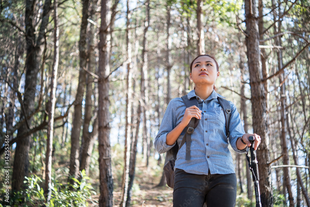Woman hiking traveler with backpack walking through a pine tree forest. Woman hiking traveler with backpack walking through a pine tree forest.