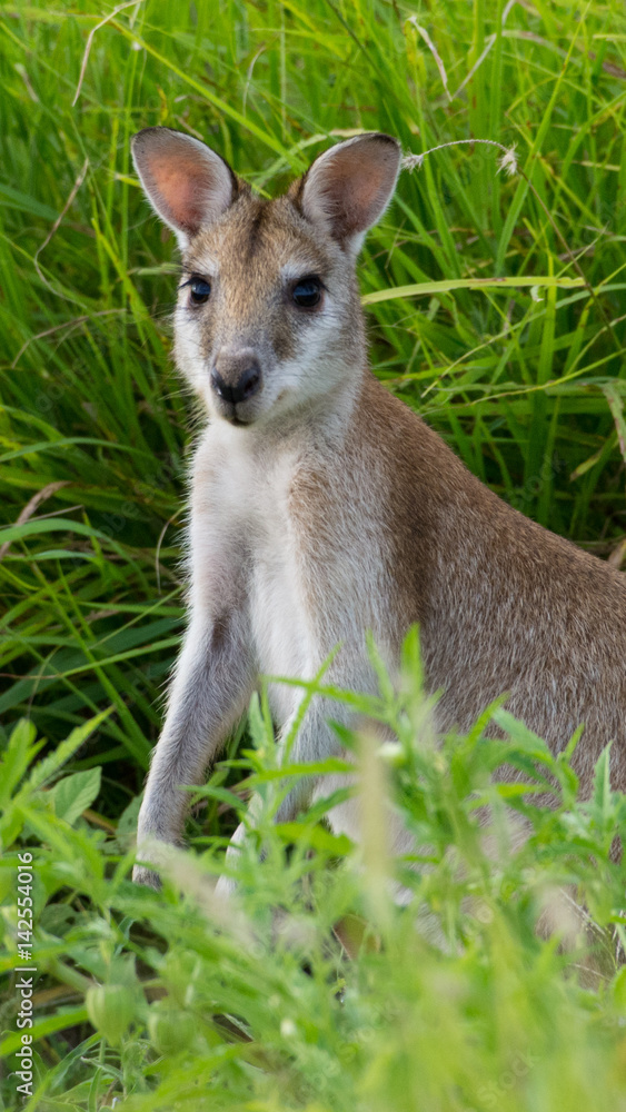 Fototapeta premium Kangaroo
