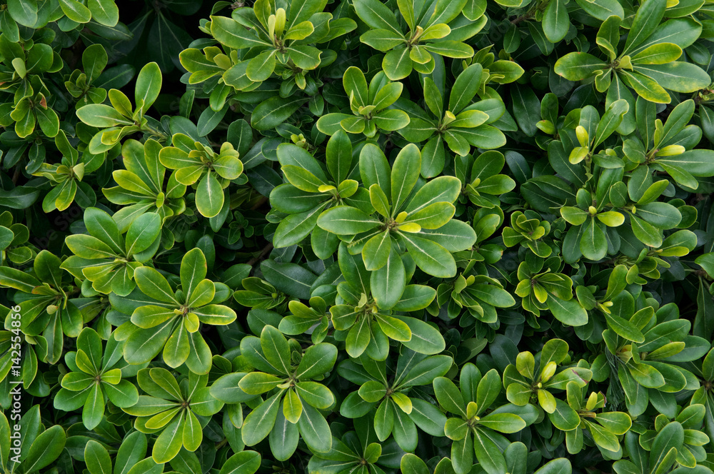 Cherry laurel leaves background Cherry laurel leaves background