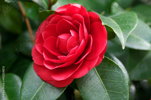 Fotografiet Camellia japonica flower
