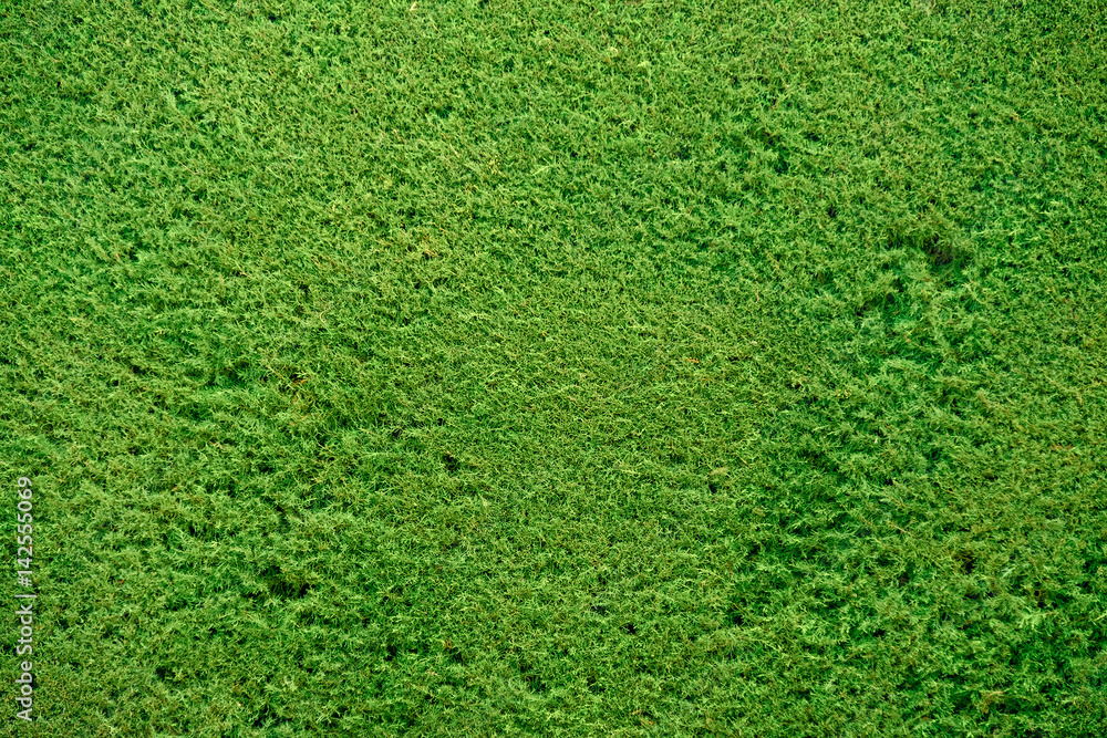 Green pine bush background Green pine bush background