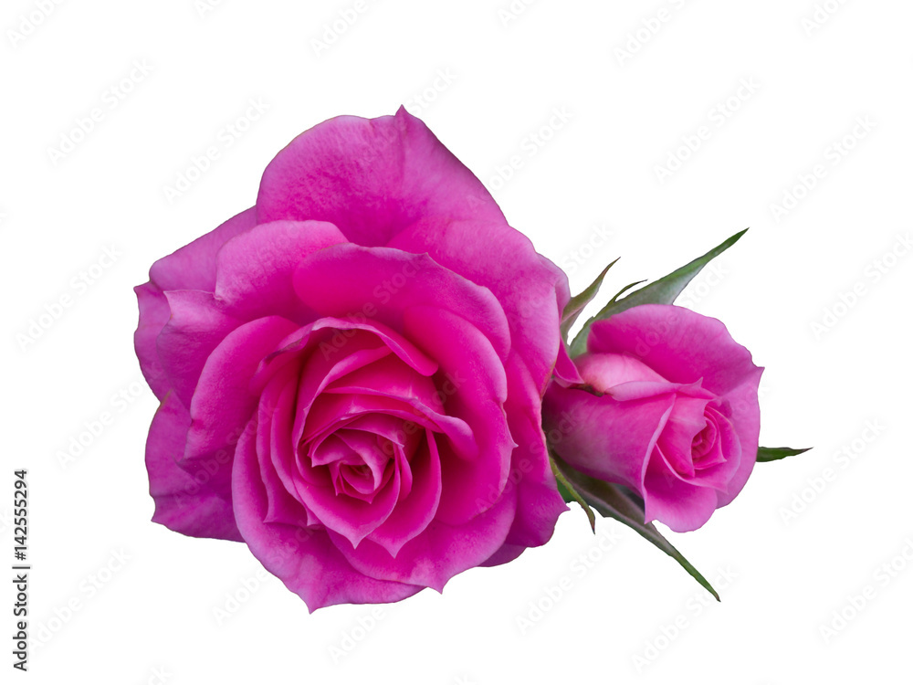 beautiful pink rose beautiful pink rose