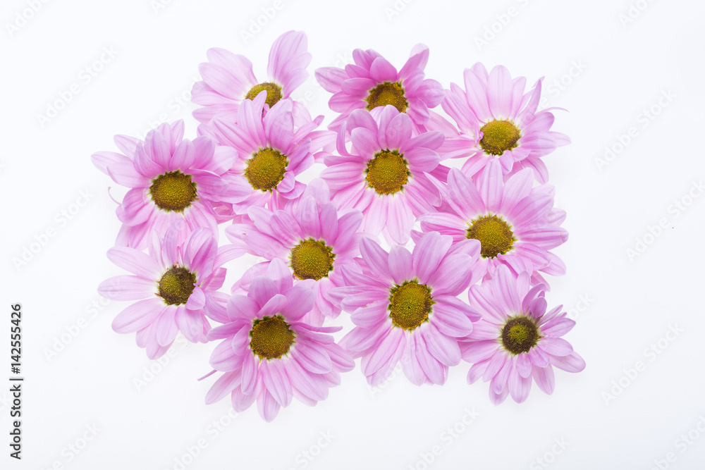 young pink chrysanthemum flower isolated on white young pink chrysanthemum flower isolated on white