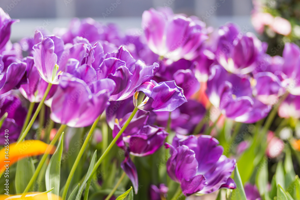 Natural background with different kinds of tulips. Spring background with colorful blossoming flowers in sunny day. Moscow, Russia. Natural background with different kinds of tulips. Spring background with colorful blossoming flowers in sunny day. Moscow, Russia.
