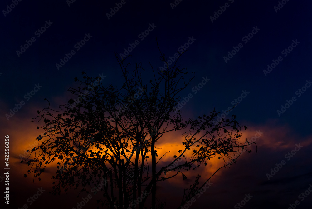 Dramatic sky with silhouette tree foreground Dramatic sky with silhouette tree foreground