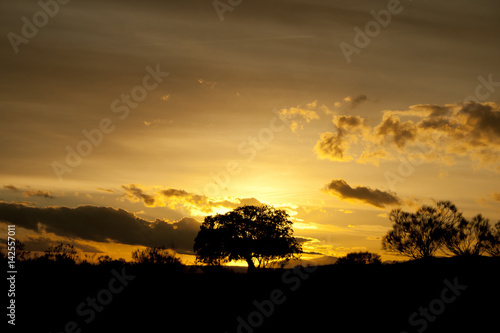 Silhouette of a tree at sunset © clavivs