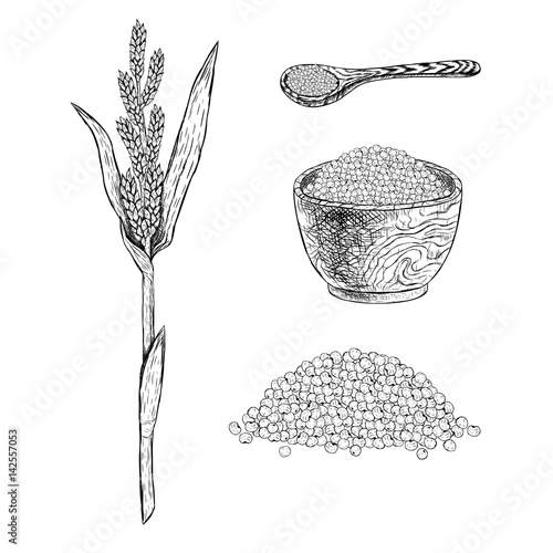 Hand drawn set of millet. Vector sketch