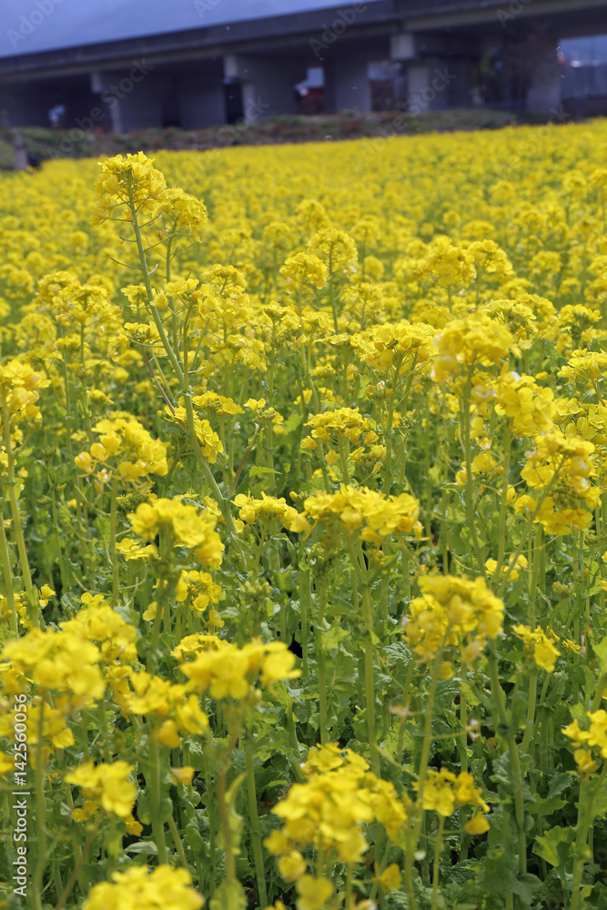 Fototapeta premium 菜の花畑