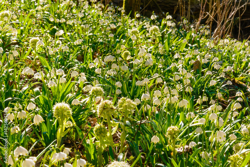 Spring snowflake flowers (Leucojum vernum) blooming in sunset. Early spring snowflake flowers in march. First flowers in springtime. Closeup of white spring snowflake in the forest.