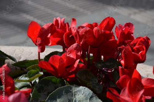 Red flowers