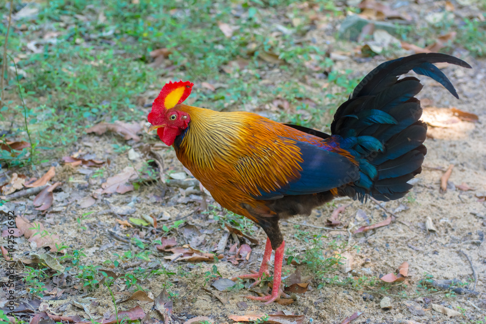 Sri Lankan Jungle Fowl. Sri Lankan jungle fowl is a member of the  Galliformes bird order that is endemic to Sri Lanka where it is the national  bird Stock Photo | Adobe