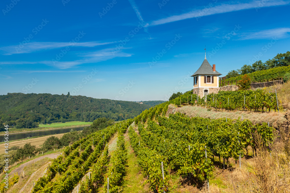 Weinbau im Elbtal bei Meißen Weinbau im Elbtal bei Meißen