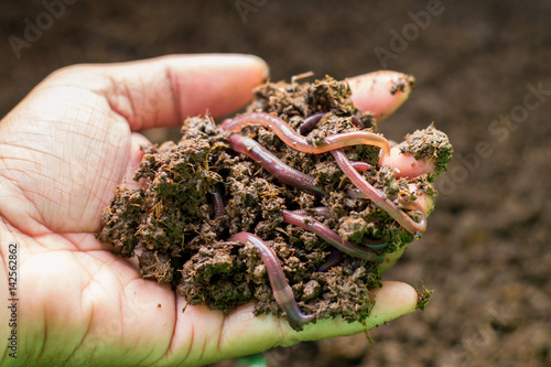 earth worm  photo
