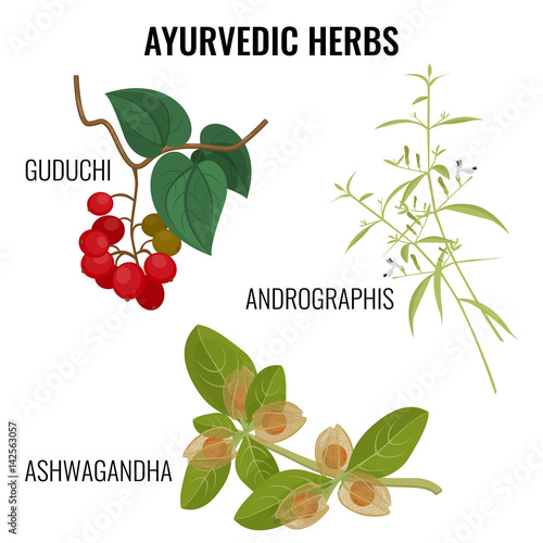 Ashwagandha, guduchi cordifolia, andrographis flowering plant realistic vector illustration photo