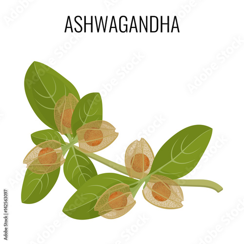 Ashwagandha ayurvedic herb isolated on white. Withania somnifera