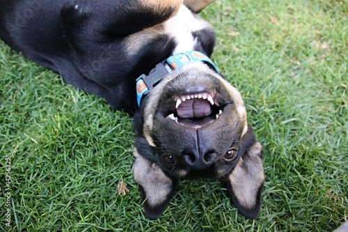 Photography dog playing in the grass