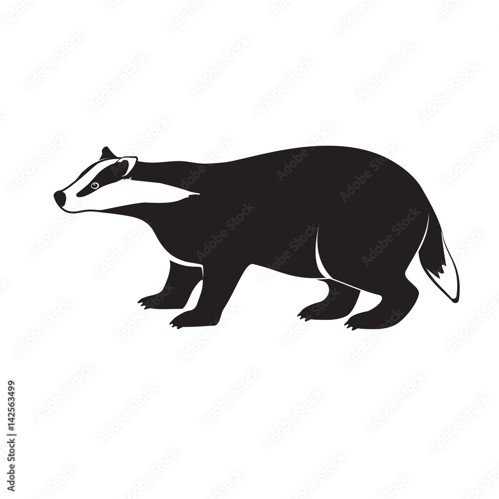 Fototapeta premium Badger on short legs isolated on white background.