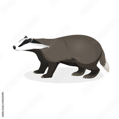 Badger on short legs in realistic style isolated on white