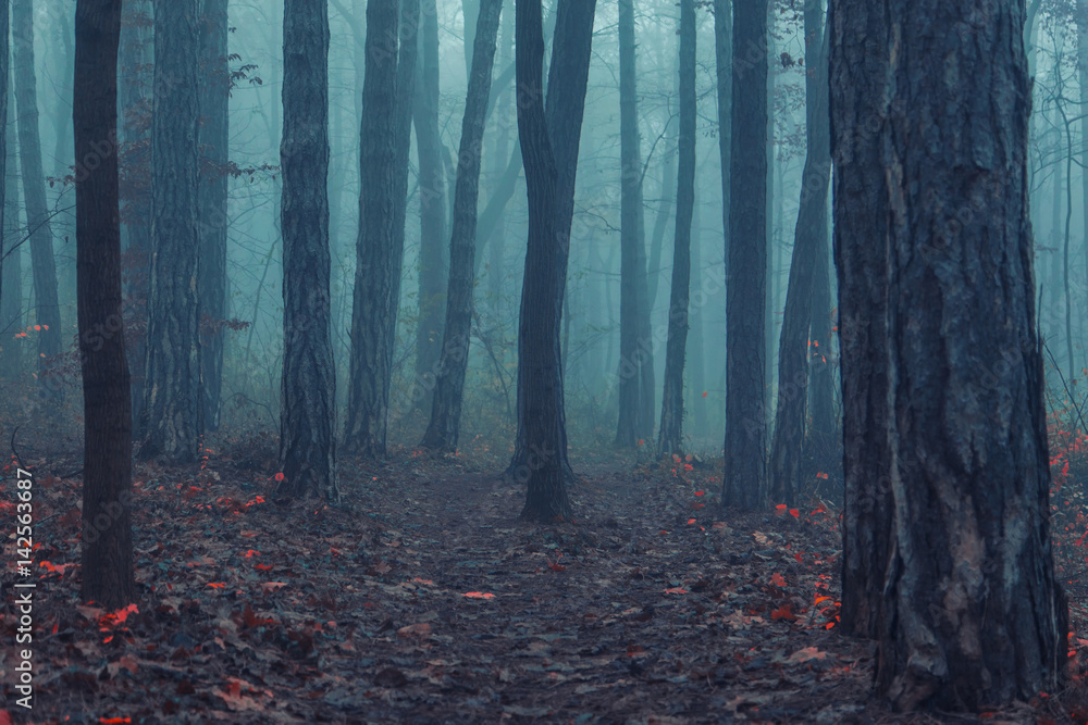 Obraz premium misty forest in the morning 