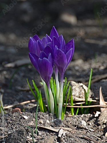 Spring purple crocus.