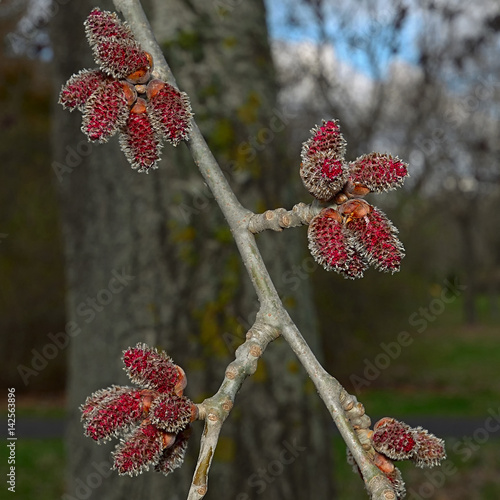 The flowering red catkins alder.