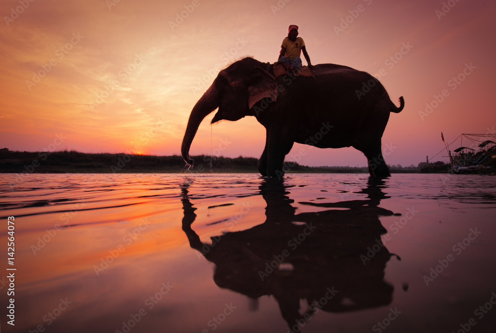 Elephant at watering, Chitwan National Park