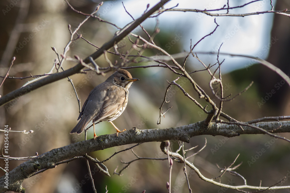 Song thrush in the morning light sits on a branch of alder Song thrush in the morning light sits on a branch of alder