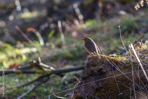 European robin in spring morning light sits on the edge of the stone with beautiful bokeh
