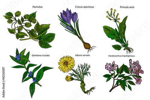 Set of medicinal plants. Botanical plant illustration. Vector hand drawn collection of medicinal, cosmetics herbs