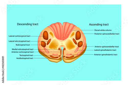 Spinal cord. Main subdivisions. Structure