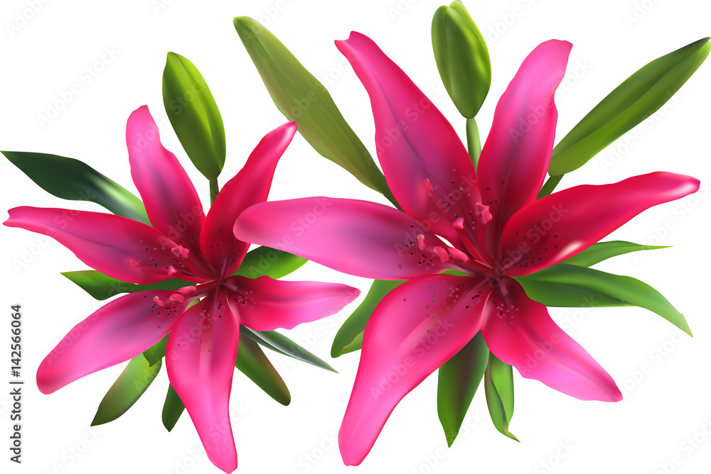 isolated on white two pink lilies in green leaves