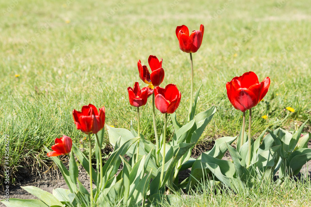 Obraz premium Tulips