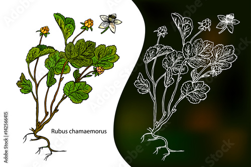 Cloudberry. Rubus chamaemorus. Hand drawn stylized vector. Sketch background.