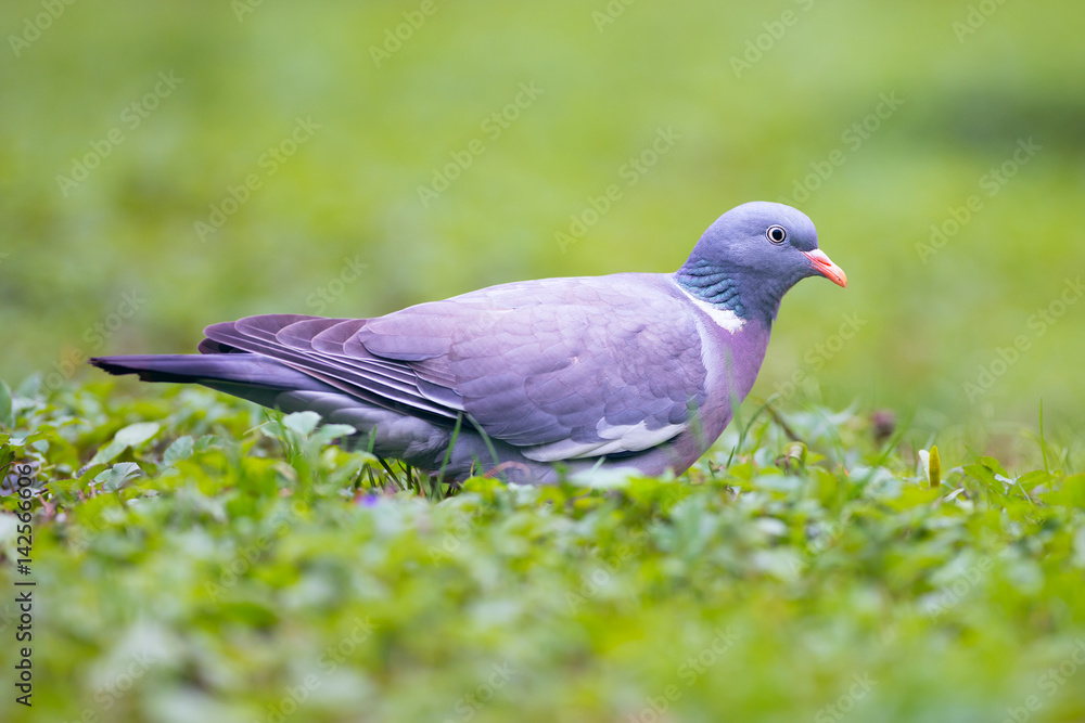 Common wood pigeon (Columba palumbus) Common wood pigeon (Columba palumbus)
