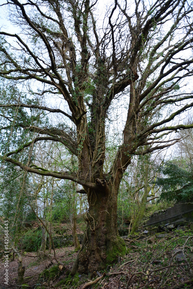 old tree 1