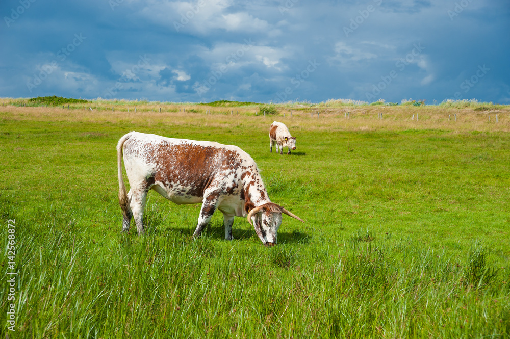 Fototapeta premium Naturschutzgebiet Salzwiesen bei der Hohwachter Bucht bei Behrensdorf