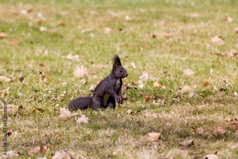 Fototapeta premium Squirrel