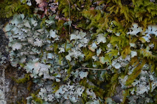 moss macro