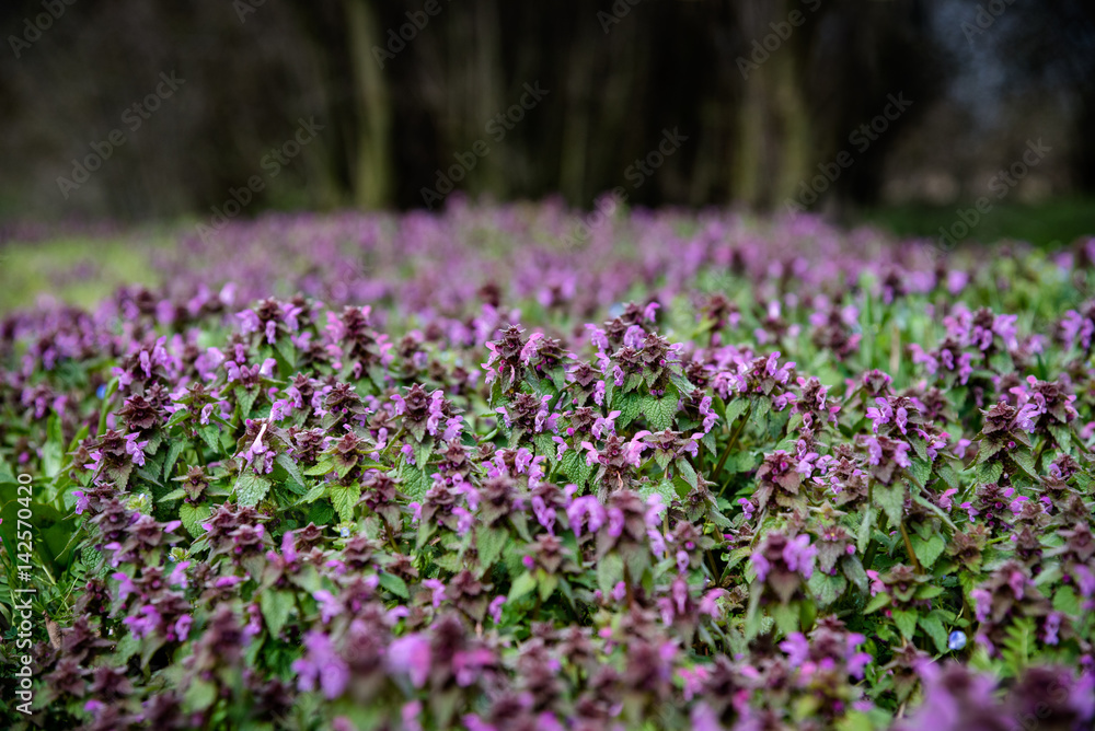 Field with flowers Field with flowers